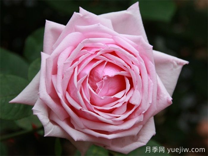 法蘭西月季(France)，世界**個雜交茶香現(xiàn)代月季(圖2)