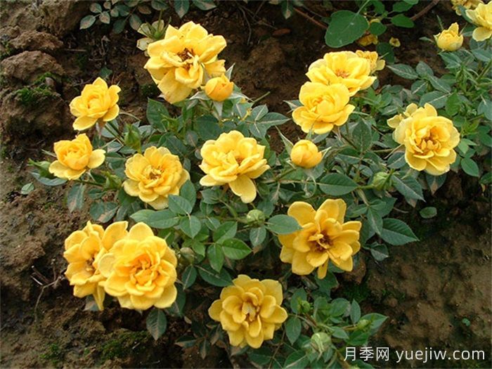黃雀月季(圖1)