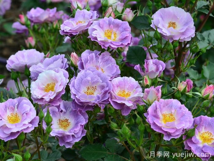 藍(lán)色夢(mèng)想月季/藍(lán)夢(mèng)月季(圖2)