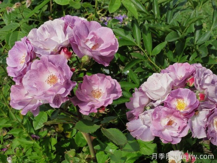 藍(lán)色夢(mèng)想月季/藍(lán)夢(mèng)月季(圖4)