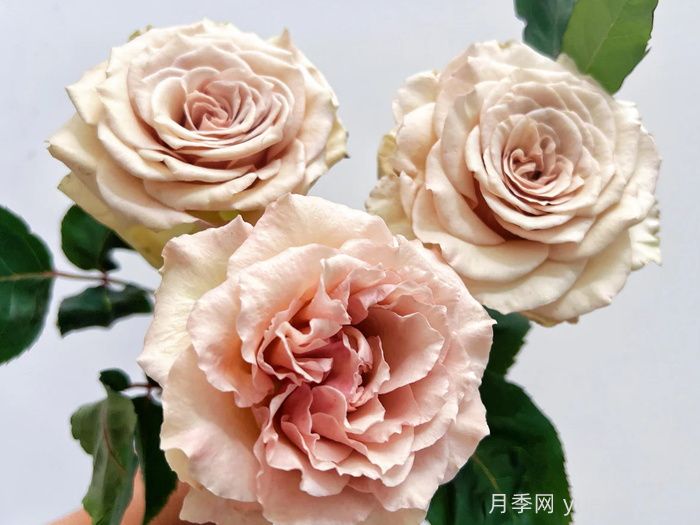月季推薦，光之翼第九天使月季(圖1)