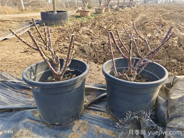 月季花冬季施肥和修剪可以同時(shí)進(jìn)行嗎？(圖1)