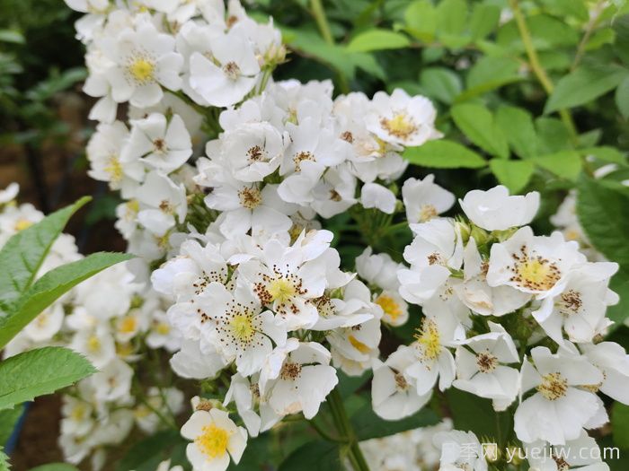 薔薇有什么作用，和月季有什么區(qū)別？(圖2)