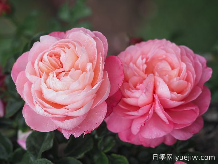 彩筆浪漫月季，浪漫多色的大花藤本月季(圖2)