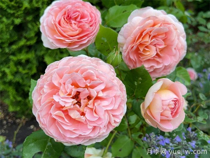 6種復(fù)花能力強(qiáng)的藤本月季，爬藤開(kāi)花機(jī)器(圖2)