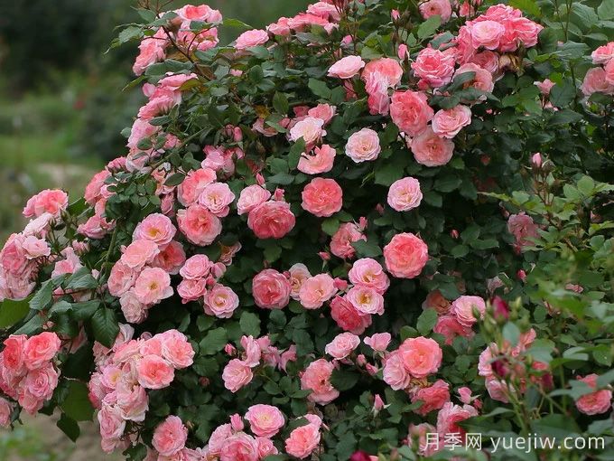 6種復(fù)花能力強(qiáng)的藤本月季，爬藤開(kāi)花機(jī)器(圖4)