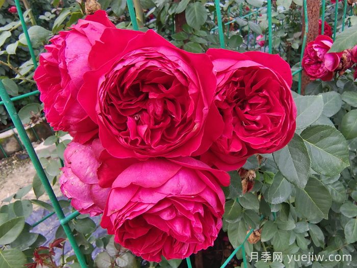 6種復(fù)花能力強(qiáng)的藤本月季，爬藤開(kāi)花機(jī)器(圖5)