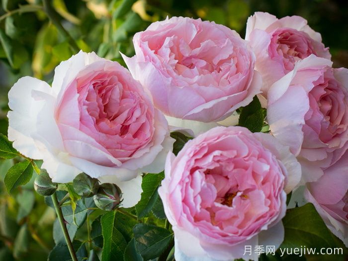 6種復(fù)花能力強(qiáng)的藤本月季，爬藤開(kāi)花機(jī)器(圖3)