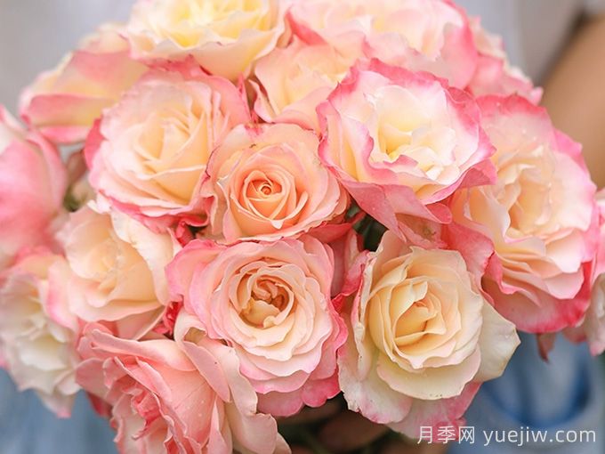 河本純子天使系列月季，顏值擔(dān)當(dāng)溫柔靈動(圖4)