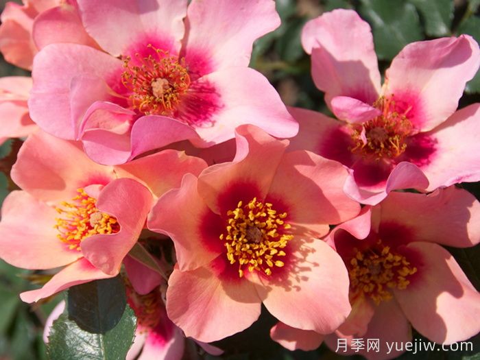 英國皇家園藝學(xué)會(RHS ROTY)年度月季品種介紹(圖5)