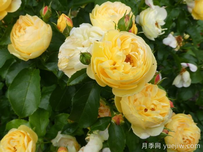 英國皇家園藝學(xué)會(RHS ROTY)年度月季品種介紹(圖1)