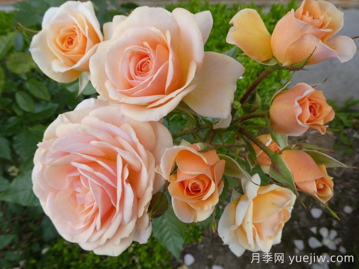 英國皇家園藝學(xué)會(RHS ROTY)年度月季品種介紹(圖2)