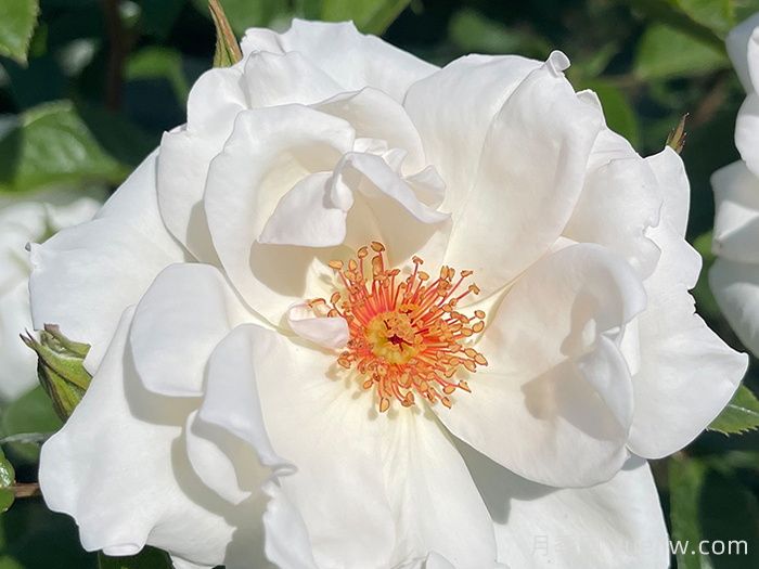 英國皇家園藝學(xué)會(RHS ROTY)年度月季品種介紹(圖3)