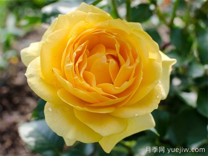 英國皇家園藝學(xué)會(RHS ROTY)年度月季品種介紹(圖7)