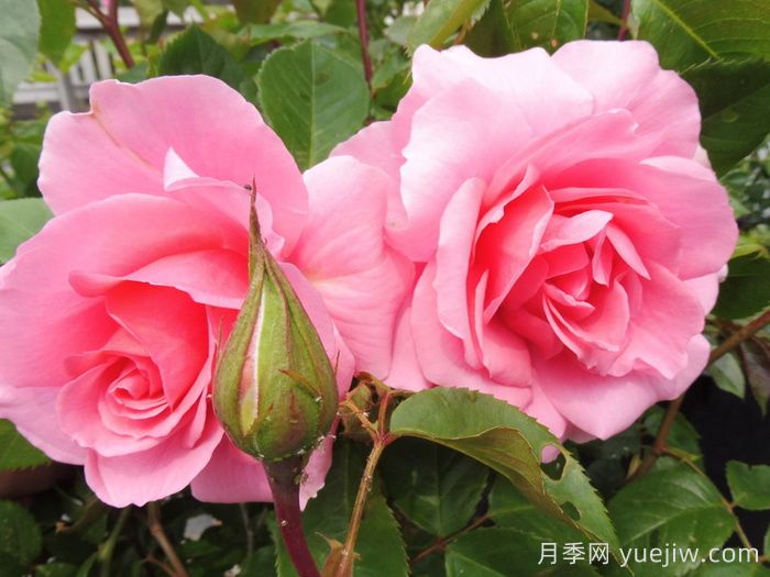 英國皇家園藝學(xué)會(RHS ROTY)年度月季品種介紹(圖6)