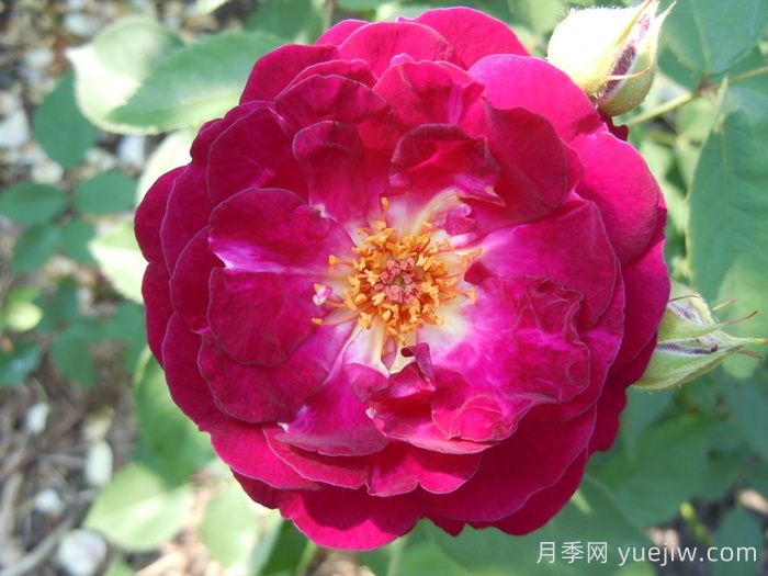 靛藍騎士月季(圖1)