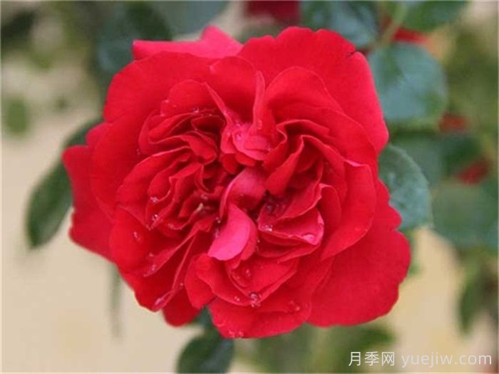 花友決定淘汰4個月季品種，養(yǎng)花路上你放棄什么？(圖2)