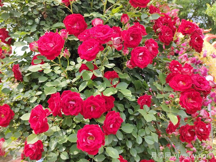花友決定淘汰4個月季品種，養(yǎng)花路上你放棄什么？(圖3)