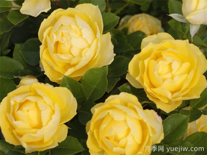 花友決定淘汰4個月季品種，養(yǎng)花路上你放棄什么？(圖4)