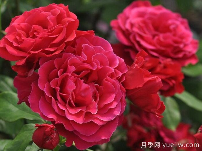  河本純子的天使系列月季到底一共有幾種？(圖2)