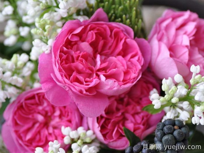 月季推薦，治療天使拉斐爾月季(圖1)