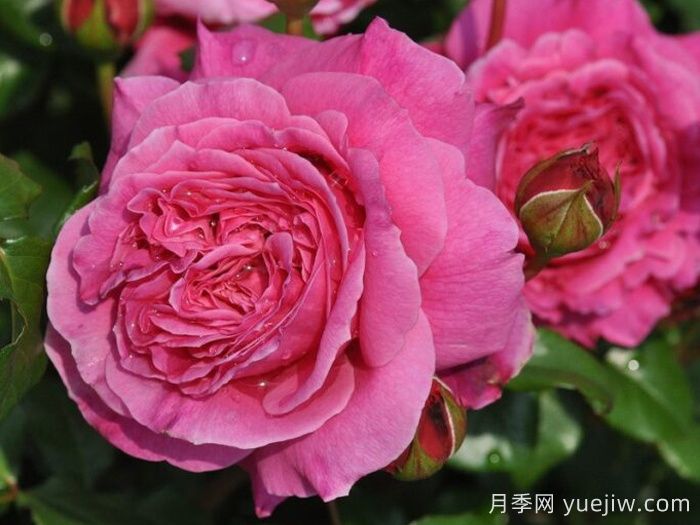 月季推薦，神仆天使阿比迪月季?(圖1)