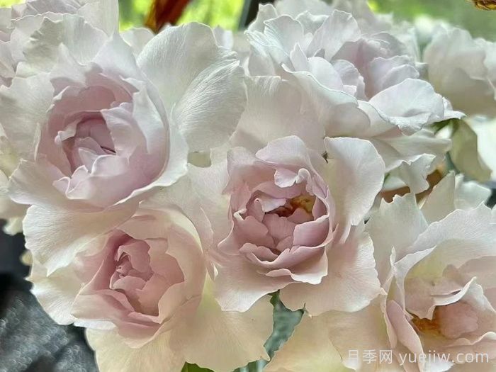 月季推薦，莎菲天使月季(圖1)