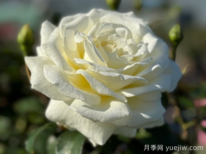 月季推薦，銀婚慶典月季(圖1)