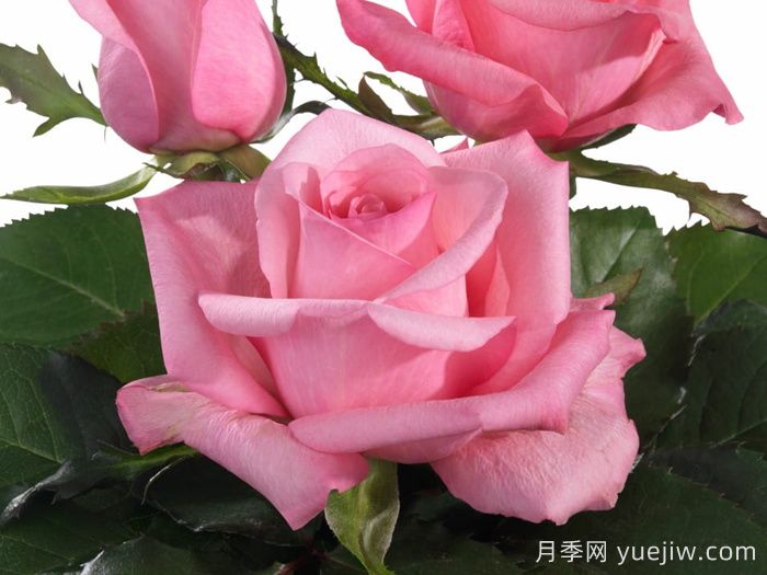 月季推薦，可愛(ài)慶典月季(圖1)