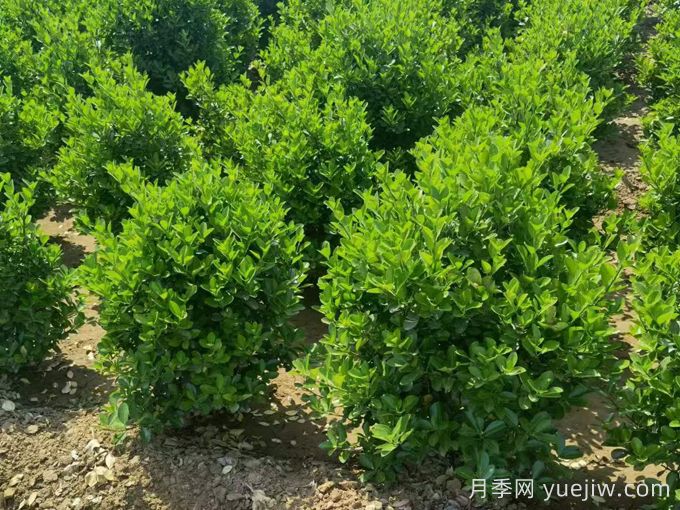 四種常綠籬在園林景觀(guān)營(yíng)造中的應(yīng)用和配置(圖1)