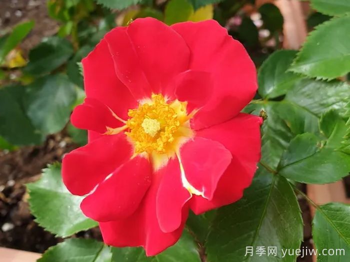秀美音樂月季/紅葉月季(圖1)