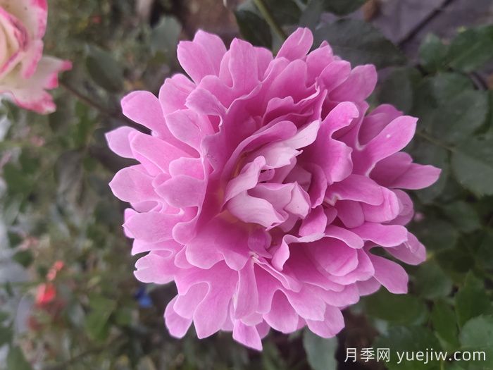 夢(mèng)幻褶邊月季/夢(mèng)幻波浪(圖3)