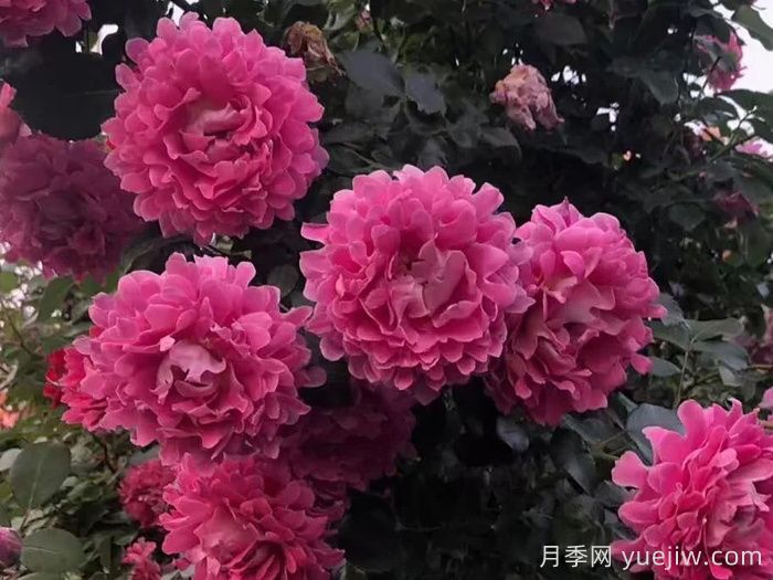 夢(mèng)幻褶邊月季/夢(mèng)幻波浪(圖4)