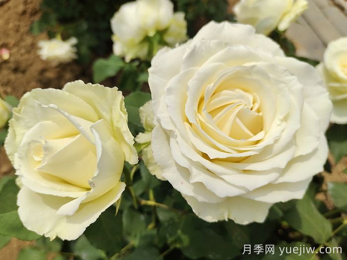 常見花卉的花語，不同節(jié)日的送花選擇(圖2)
