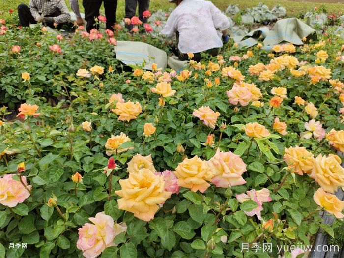 如何種植月季？(圖1)