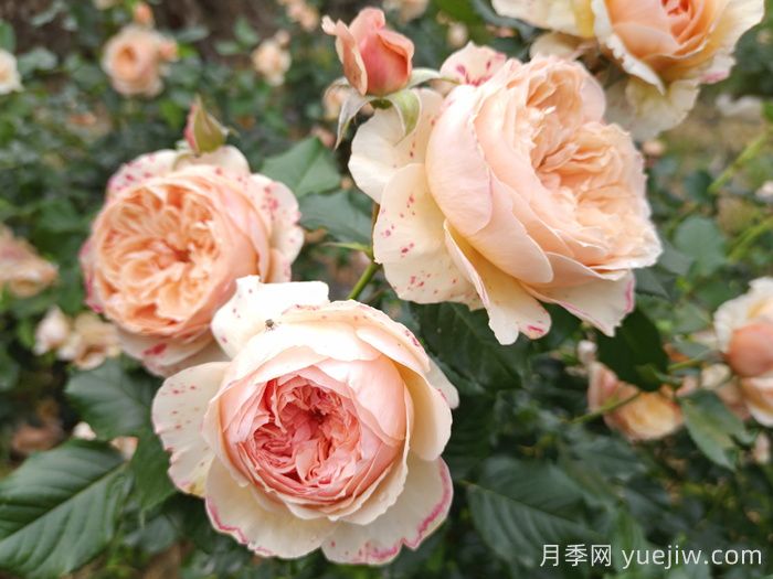 月季推薦，真宙月季(圖1)