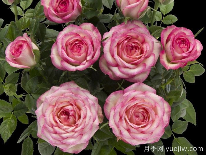 月季推薦，旋轉(zhuǎn)木馬月季(圖1)