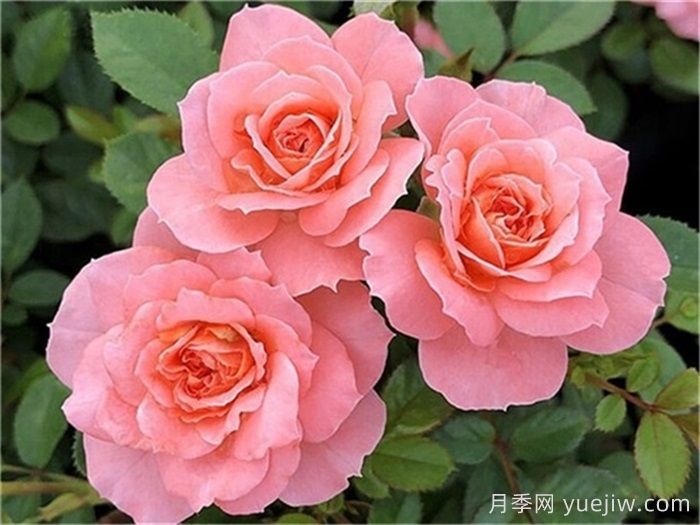 月季推薦，三文魚陽(yáng)臺(tái)月季(圖1)