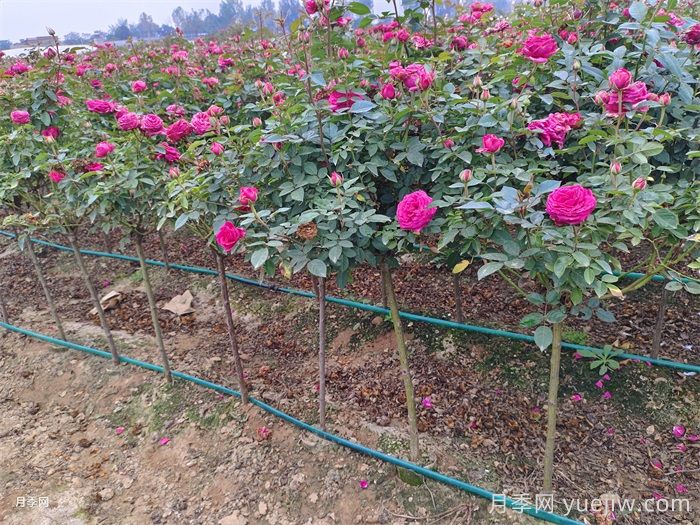 匯總558種常見園林植物，趕快收藏(圖2)