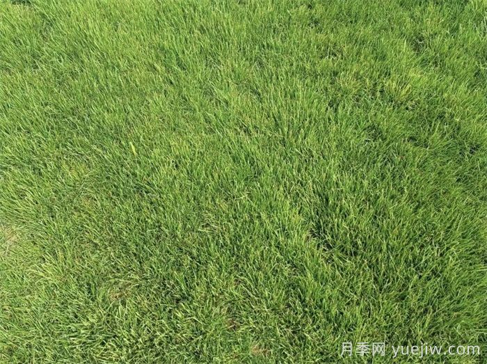 匯總558種常見園林植物，趕快收藏(圖4)