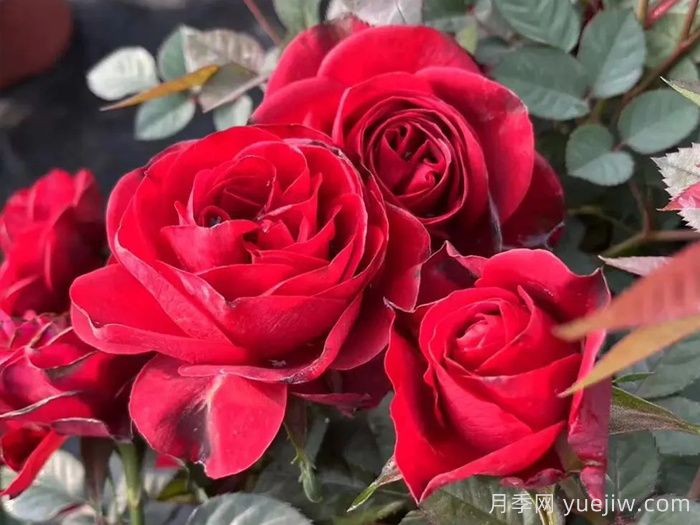 國(guó)月月季推薦，中國(guó)紅月季(圖1)