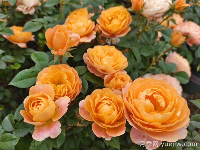 適合新手的6種開(kāi)花機(jī)器花卉(圖1)