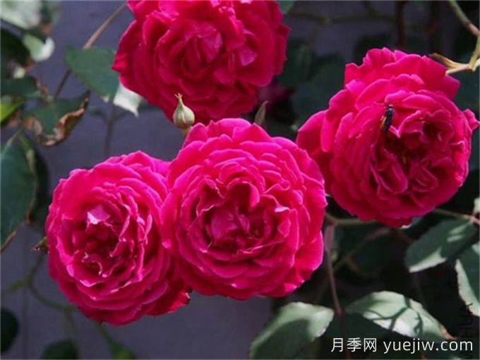 古老月季推薦，軟香紅月季(圖1)