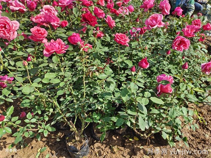 月季花栽種時間和方法(圖1)