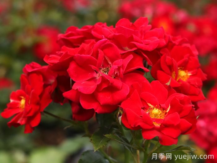 南湖薪火月季(圖3)