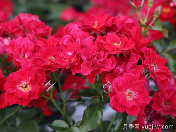南湖薪火月季(圖1)