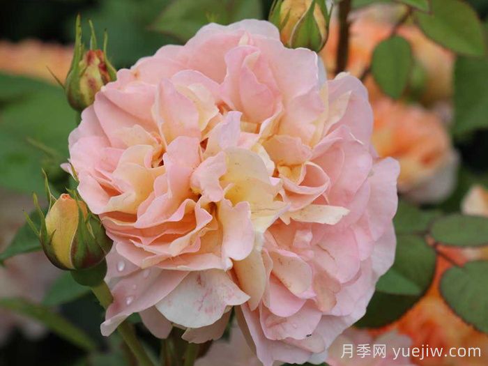 阿梅麗諾冬月季/愛蜜莉諾冬(圖3)