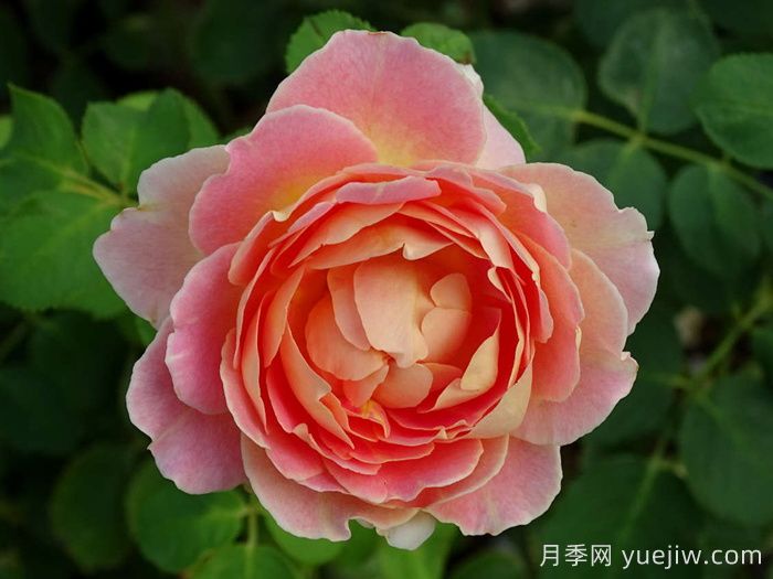 樂(lè)在陽(yáng)光月季/嬉晴/陽(yáng)光下的樂(lè)趣(圖1)