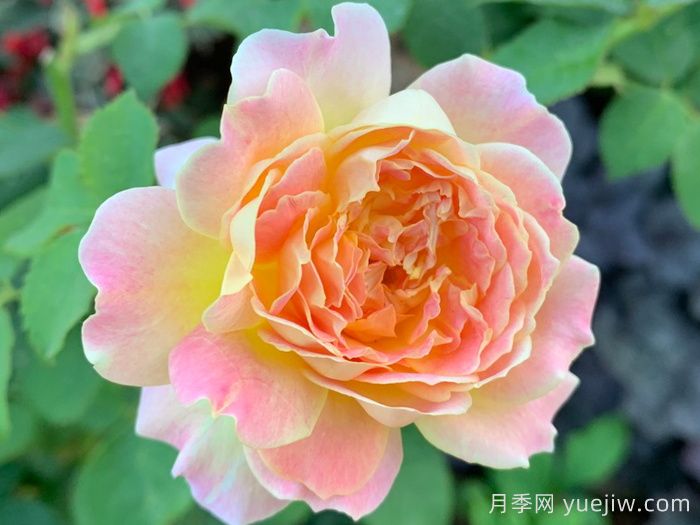 樂(lè)在陽(yáng)光月季/嬉晴/陽(yáng)光下的樂(lè)趣(圖3)