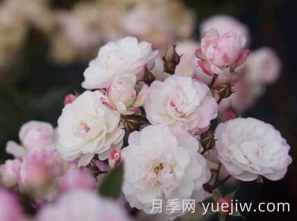 超微月季推薦，雪瑩月季(圖1)